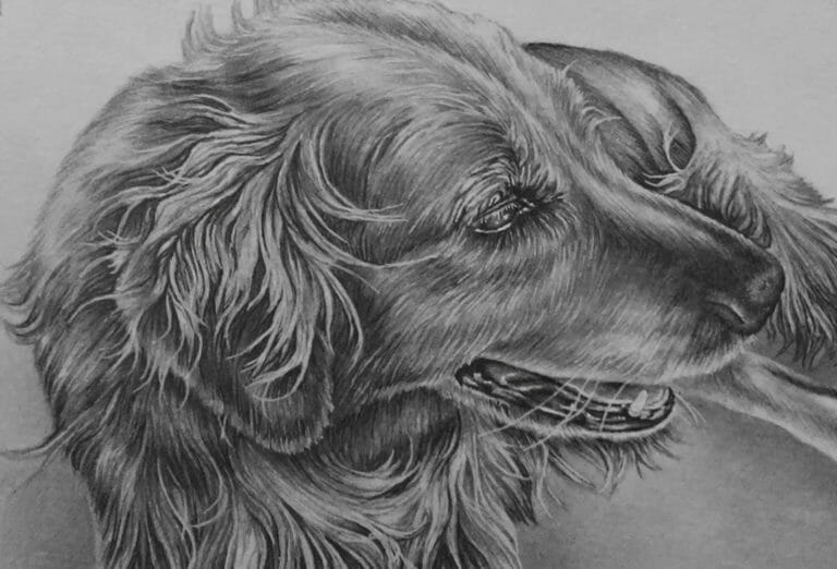 Golden Retriever Drawing ll Custom Pet Portrait in Pencil - Artistry by