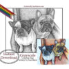 French Bulldogs On Chair Coloring Page