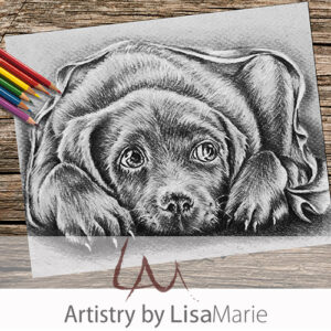 Labrador Puppy In Blanket coloring page