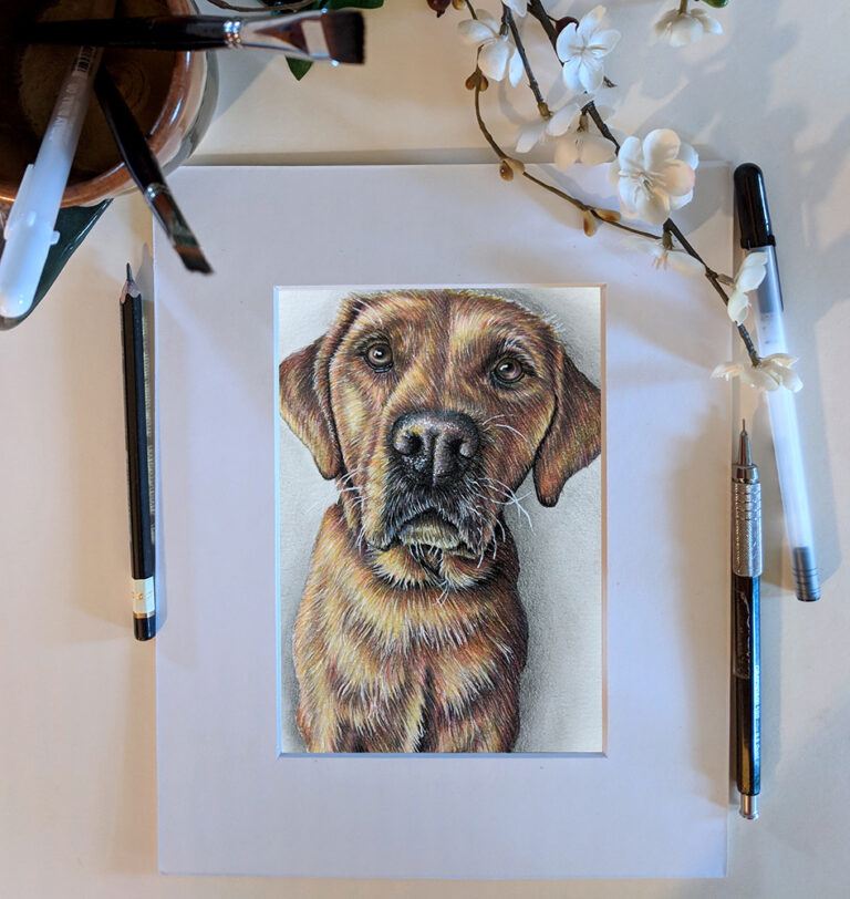Dog Portrait, 5"x7", Colored Pencil, SOLD