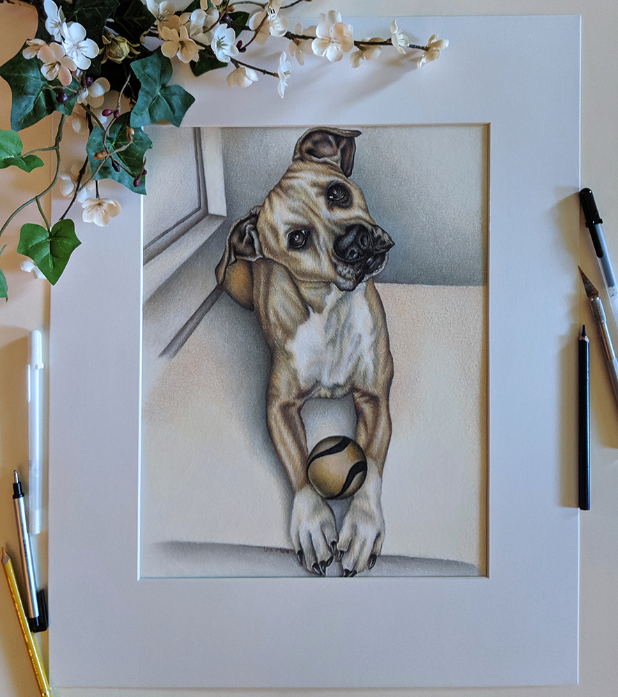 Custom Pet Portrait Dog in Colored Pencil